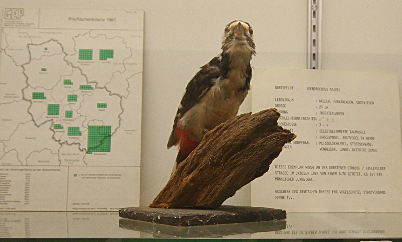 Heimatmuseum Wanne - Vögel: Buntspecht
