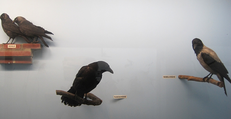 Heimatmuseum Wanne - Vögel: Dohle + Rabenkrähe + Nebelkrähe