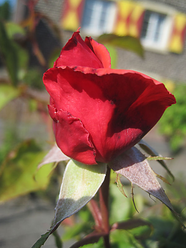 eine Rose im Schlossgarten