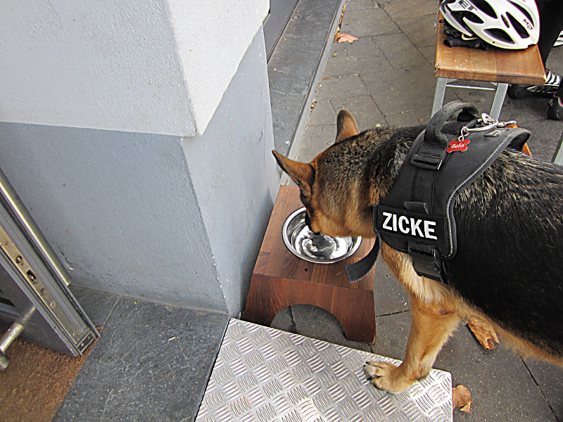 &quot;Curry&quot; auf der Hammerstr -  zuerst bekommt der Hund was zu trinken ;-)