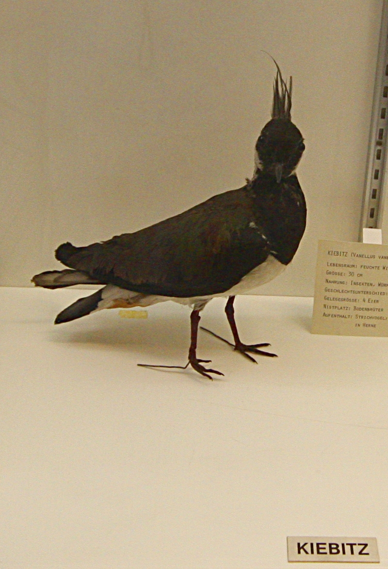 Heimatmuseum Wanne - Vögel: Kiebitz