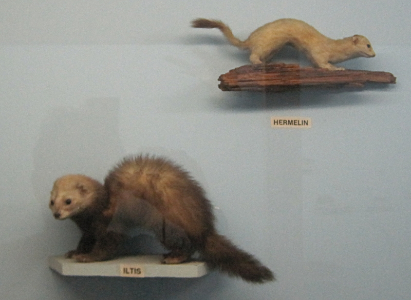 Heimatmuseum Wanne - Tiere: Hermelin + Iltis