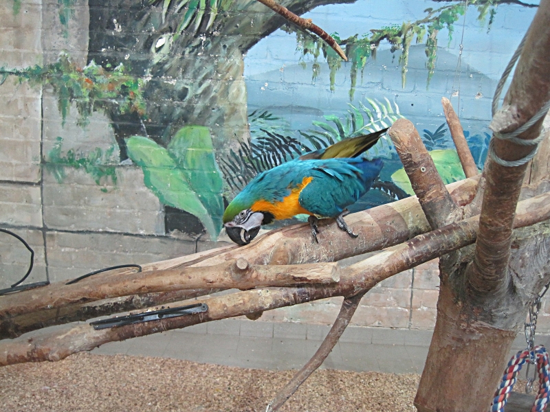 Zoo Zajac Papagei