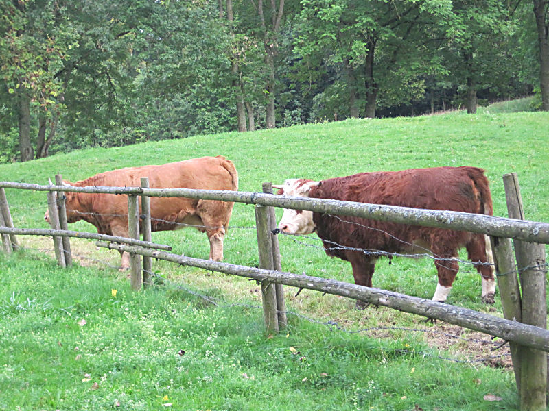 Mühlfelder Brauhaus &quot;Kleintiergehege&quot;