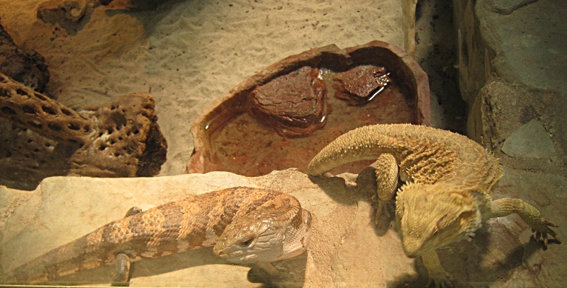 viele unterschiedliche Reptilien gibt es bei Zoo Zajac
