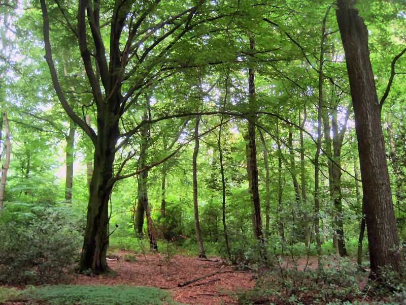 Im Wald vom Gysenberg