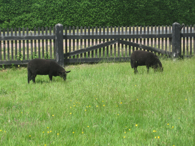schwarze Schafe vor dem Bauernhaus