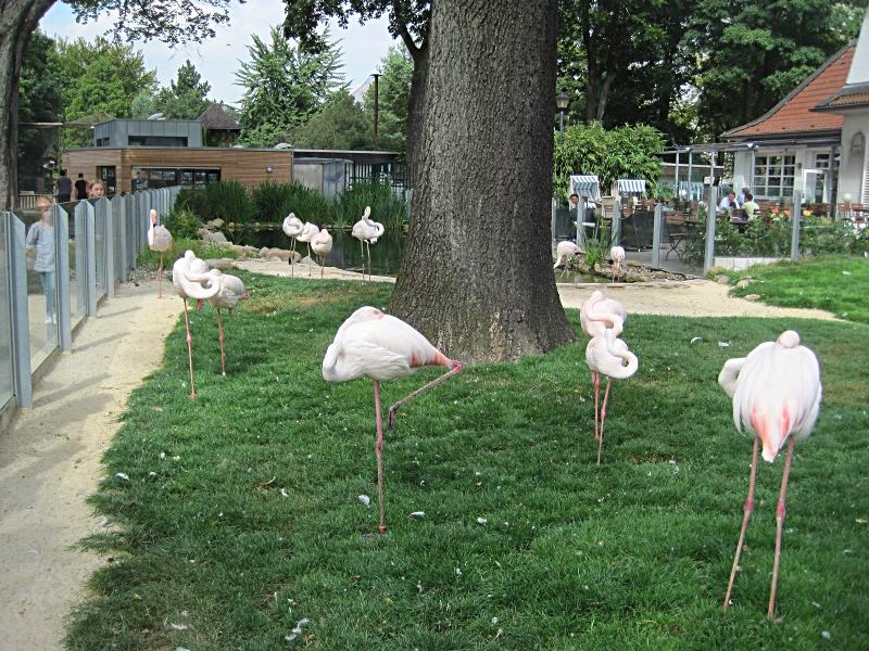 Flamingos - typisch nur auf einem Bein