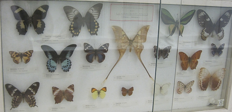 Heimatmuseum Wanne - große Sammlung von Schmetterlingen