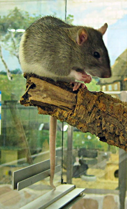 Ratten bei Zoo Zojac
