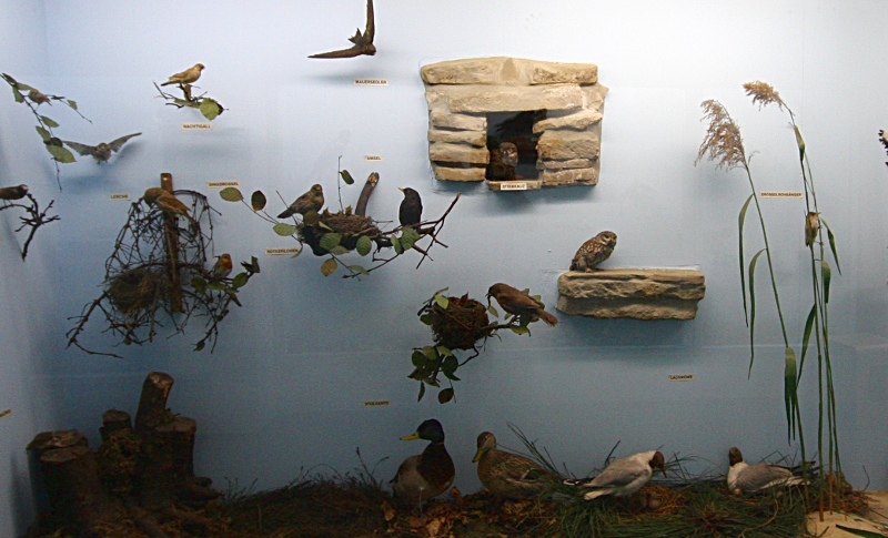 Heimatmuseum Wanne - diverse Vögel