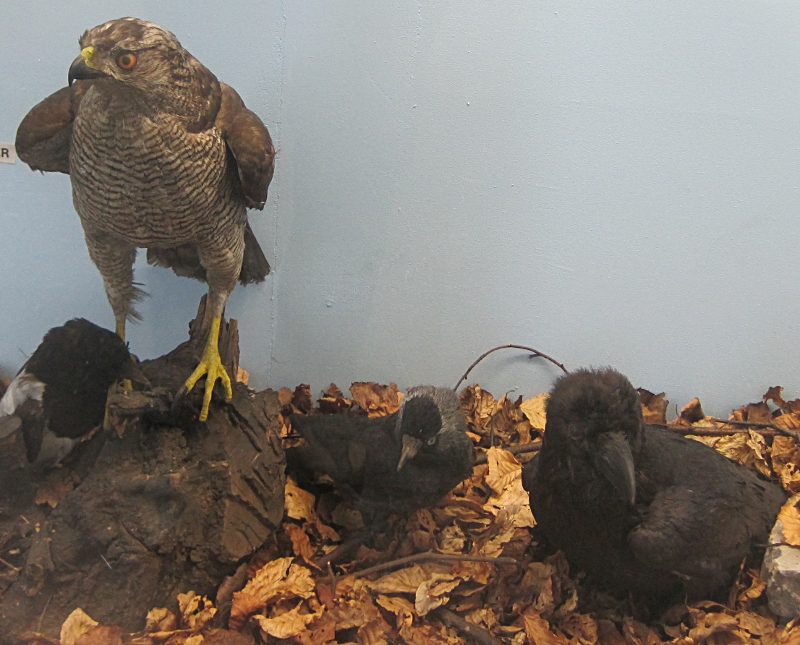 Heimatmuseum Wanne - Vögel: Habicht + Klorabe