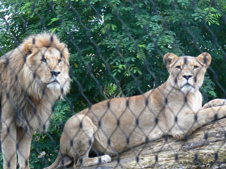 Bild 11 Zoologischer Garten in Dresden