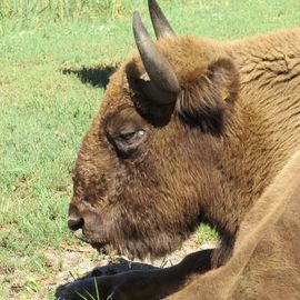 Wildpark Schorfheide gemeinnützige GmbH in Schorfheide