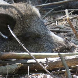 Wildpark Schorfheide gemeinnützige GmbH in Schorfheide