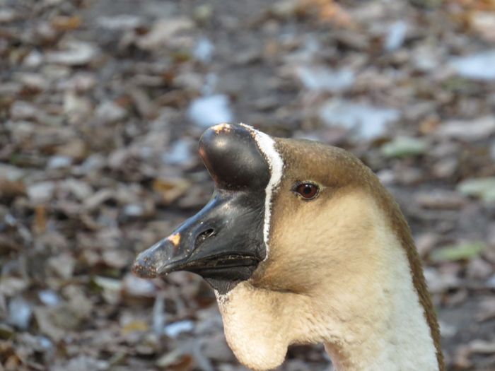 Nutzerbilder Tierpark Berlin-Friedrichsfelde GmbH