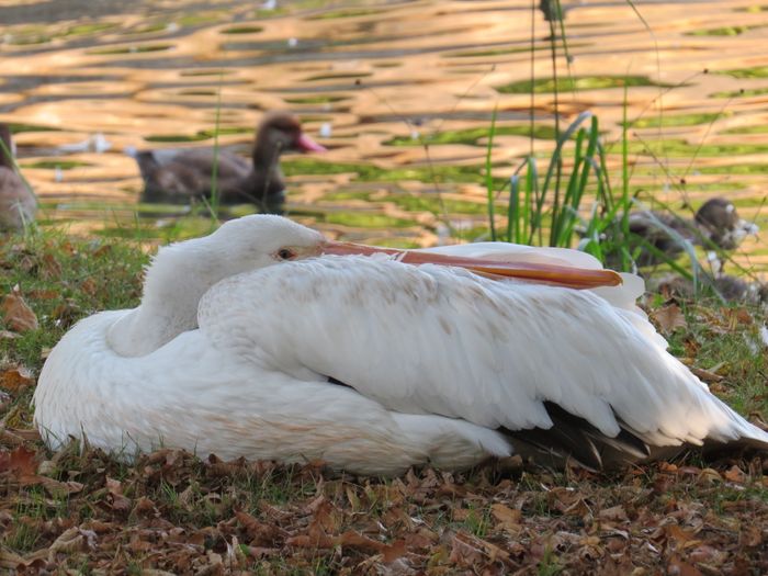 Nutzerbilder Tierpark Berlin-Friedrichsfelde GmbH