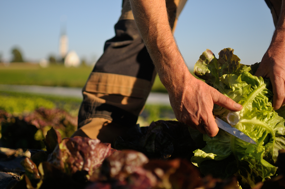 Frische Bio-Salate - direkt vom Feld geerntet in den Bioladen: regional, biologisch, Direktvermarktung