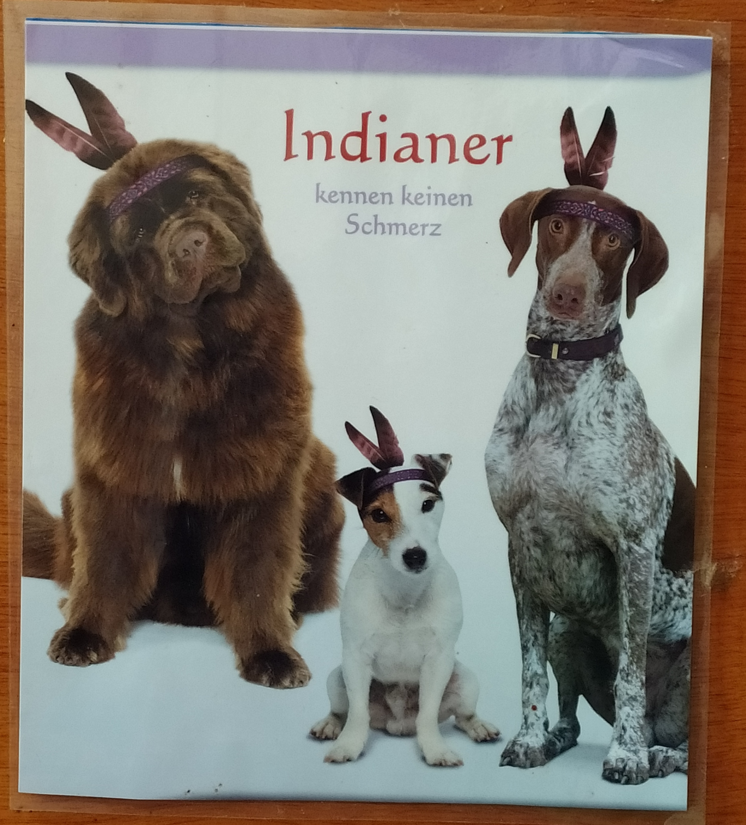 Ein Indianer kennt keinen Schmerz ( aus der Werbung) und unsere Hunde unterdrücken oft ohre Schmerzen...