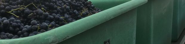 Bild zu Heß Manfred Wein- und Obstbau