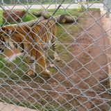 Tier- und Artenschutzstation Tierart E.V. in Maßweiler