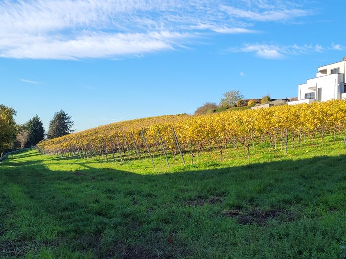 Nutzerbilder Braunwarth Franz u. Jack Gaststätte und Weingut Rebenhof