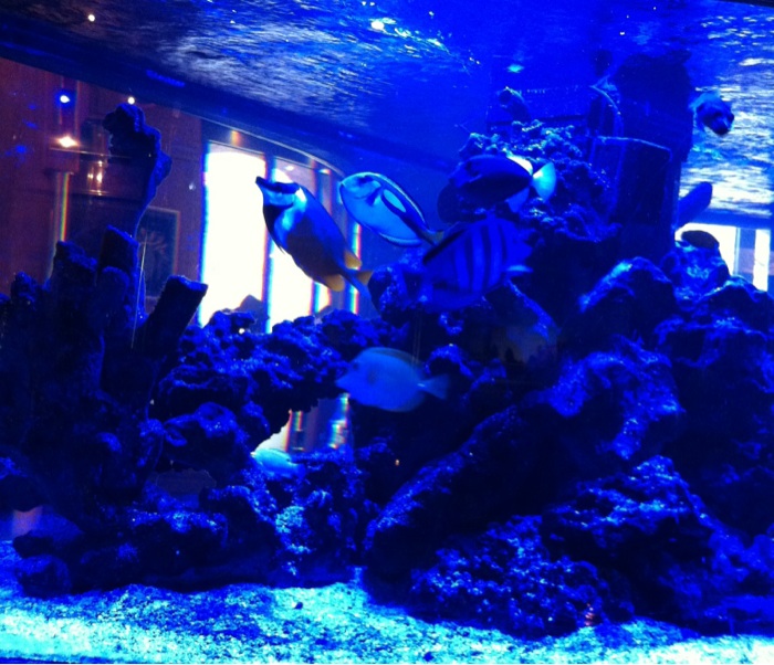 Aquarium im Restaurant ;)