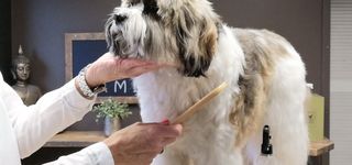 Bild zu Tamei-Dog-Grooming Hundesalon