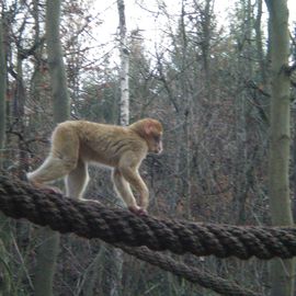 Thüringer Waldzoo Gera in Gera