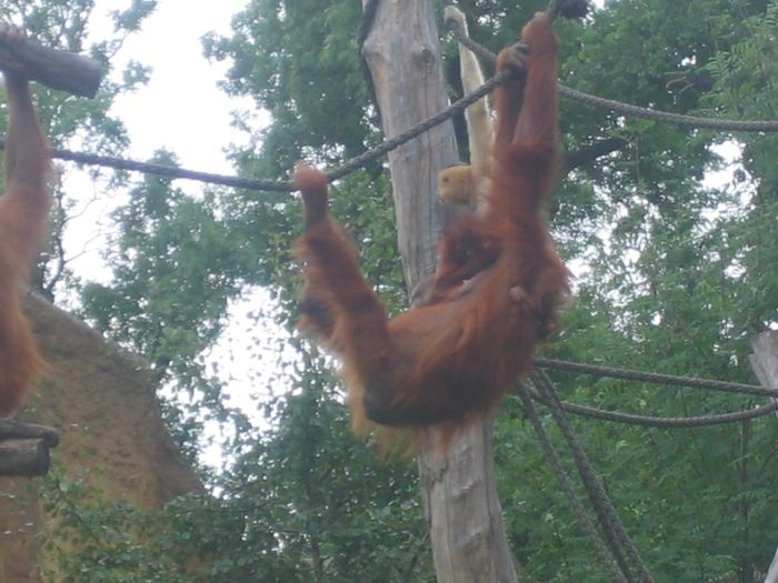 Nutzerbilder Marché Patakan (im Zoo Leipzig)