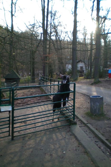 Nutzerbilder Tierpark Gera Waldzoo