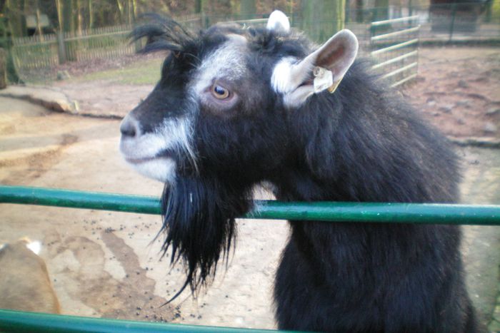 Nutzerbilder Tierpark Gera Waldzoo