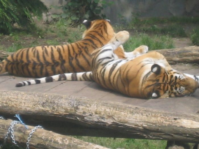 Nutzerbilder Marché Patakan (im Zoo Leipzig)