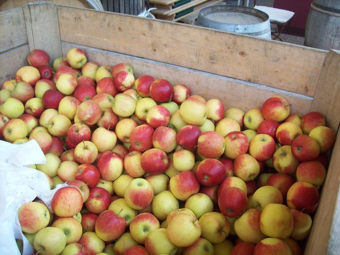 Eine große Kiste Äpfel, der Marke Elstar