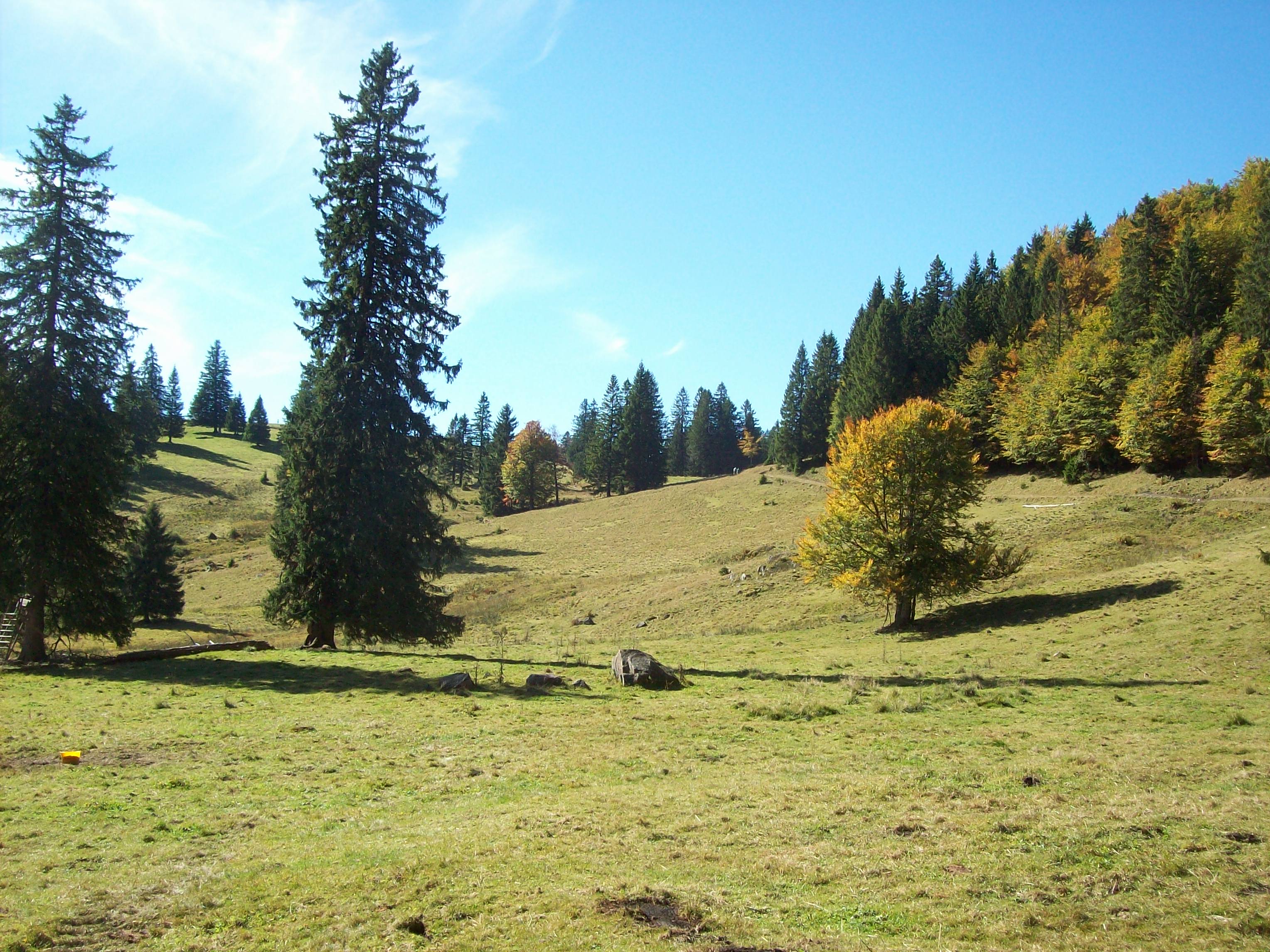 Weidefläche bei der Krunkelbachhütte