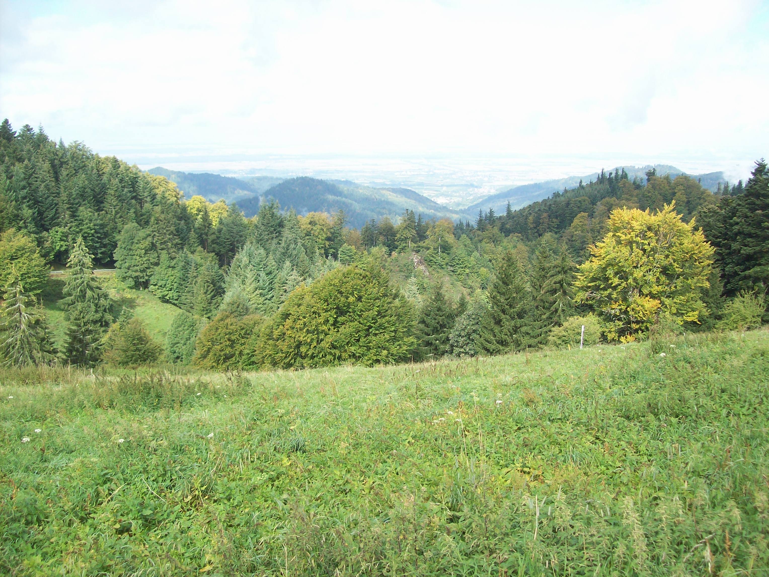 Blick hinab ins Rheintal (Kälbelescheuer)