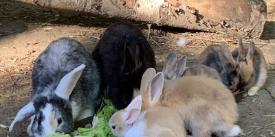 Vogel- und Tierpark Abensberg in Abensberg