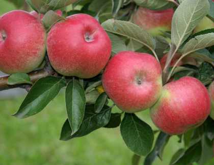 Früchte der Apfelsorte Berleis.