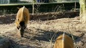 Nutzerbilder Zoologischer Garten der Landeshauptstadt Saarbrücken