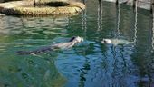 Nutzerbilder Zoologischer Garten der Landeshauptstadt Saarbrücken