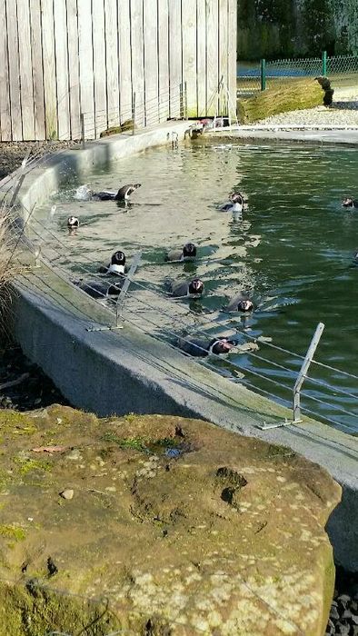 Nutzerbilder Zoologischer Garten der Landeshauptstadt Saarbrücken