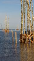 Bild zu UNESCO Welterbe Wattenmeer-Besucherzentrum Cuxhaven