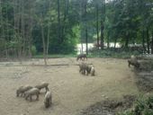 Nutzerbilder Heimat-Tierpark Olderdissen