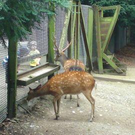 Heimat-Tierpark Olderdissen in Bielefeld