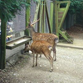 Heimat-Tierpark Olderdissen in Bielefeld