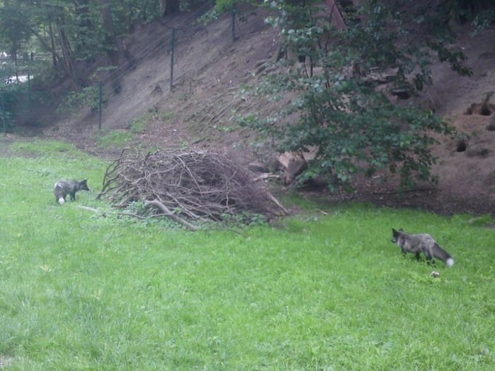 Nutzerbilder Heimat-Tierpark Olderdissen