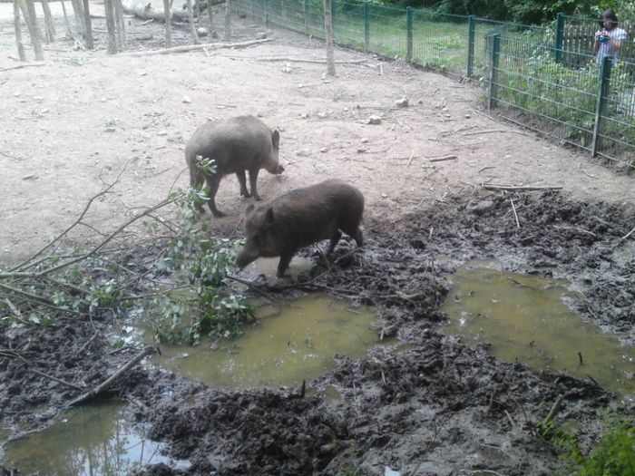 Nutzerbilder Heimat-Tierpark Olderdissen