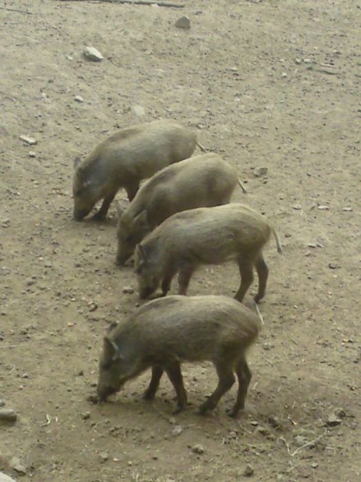 Nutzerbilder Heimat-Tierpark Olderdissen