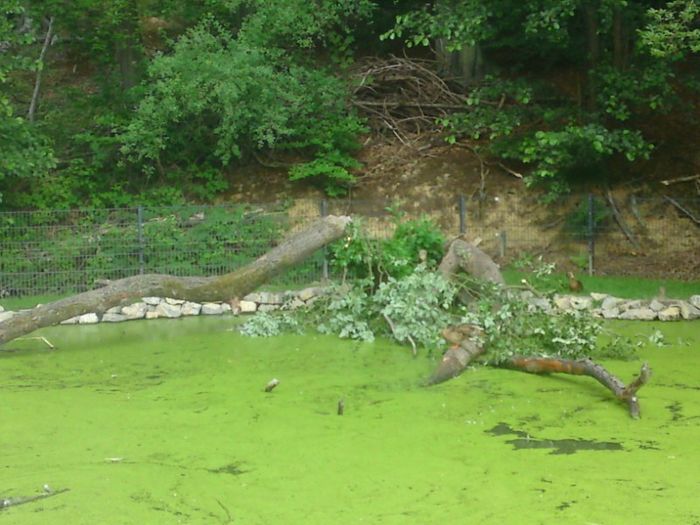 Nutzerbilder Heimat-Tierpark Olderdissen