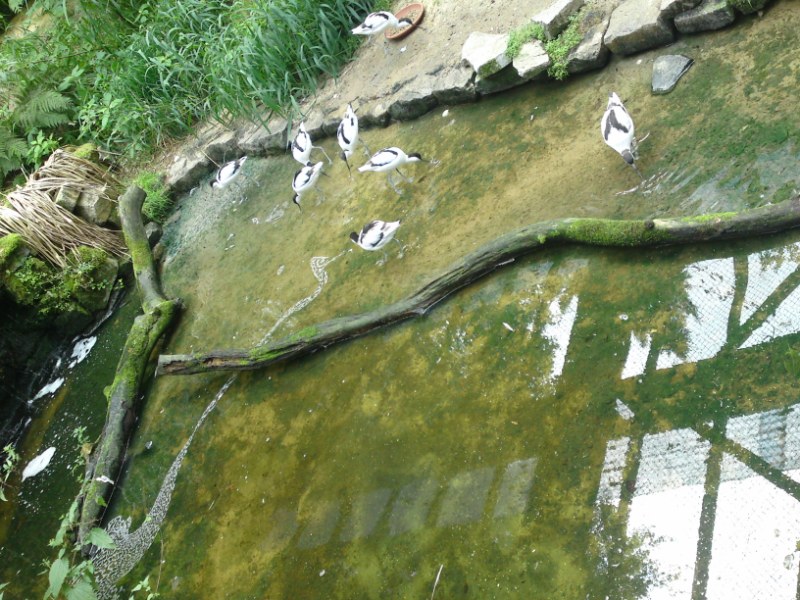 Bild 219 Heimat-Tierpark Olderdissen in Bielefeld
